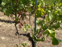 Cinghiali devastano le vigne ad Offida e in Valtesino