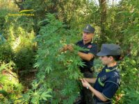 Piantagione di marijuana scoperta a Penna San Giovanni