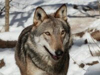 Morto Lupo Merlino, simbolo del Parco dei Sibillini