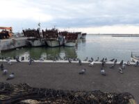 San Benedetto, il dragaggio del porto non arriva e i pescherecci rischiano