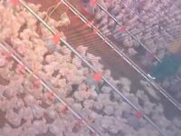 Report e LAV denunciano le criticità dei polli “bio” Fileni