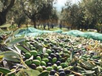 Le aziende agricole alla conquista della Cina