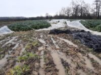 Marche, fiumi in piena e raccolti a rischio