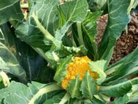 San Benedetto, al via la raccolta del nuovo cavolfiore arancione