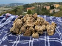 L’Unione Montana di Camerino celebra il tartufo estivo