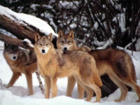 “L’espansione del lupo” : convegno a Montelupone