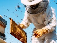 Produzione miele di acacia a rischio per clima pazzo