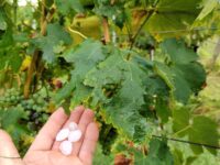 Grandine danneggia vigne e olivi