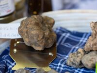 Tartufo bianco, buona annata : mostra a Sant’Angelo in Vado