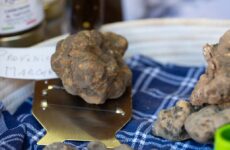 Tartufo bianco, buona annata : mostra a Sant’Angelo in Vado