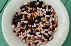 Politecnica Marche al meeting FAO sulle risorse genetiche per il cibo