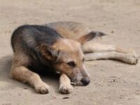 A Bolognola vietato cibo a cani e gatti randagi, OIPA ricorre