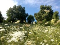 Nasce la Rete sentieristica di Monteciccardo