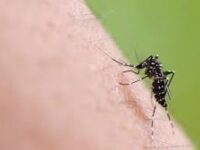 Virus zanzara Dengue, nelle Marche nessuna emergenza