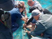 Cucciolo di capriolo salvato a Porto d’Ascoli