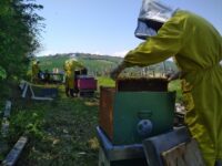 Sostanze chimiche illecite negli apiari : sanzionati 3 apicoltori