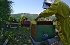 Sostanze chimiche illecite negli apiari : sanzionati 3 apicoltori