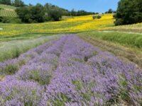 Un tuffo nel blu della lavanda