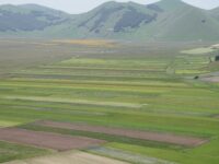 Fioritura di Castelluccio, il Piano per gli accessi