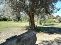 Comitato Grottammare : “No alla speculazione edilizia sul Parco Bau”