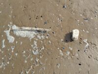 L’Adriatico invaso dalla plastica : cambiare rotta
